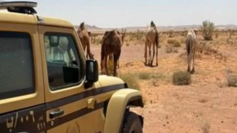 ضبط مخالفين بيئيين في محميتين.. غرامات تعاقبت